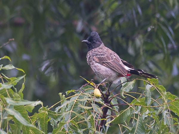 <h3><a href="/trips/srilanka/biota/animalia/chordata/aves/040 passeriformes/074 pycnonotidae/pycnonotus cafer/pycnonotus cafer-nl.html">Pycnonotus&nbsp;cafer</a> / Red‑vented&nbsp;bulbul / Roodbuikbuulbuul</h3>NIKON D500 met AF-S Nikkor 300mm f/2.8G IF-ED VR II, 1/1250 sec  bij F2.8, ISO 1000, afstand 10.0&nbsp;m